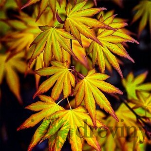 Javor japonský Katzura 30/40 cm, v črepníku Acer Palmatum Katzura