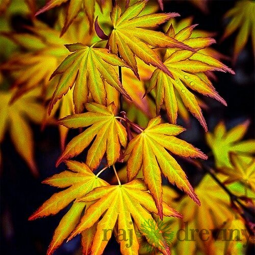 Javor japonský Katzura 30/40 cm, v črepníku Acer Palmatum Katzura