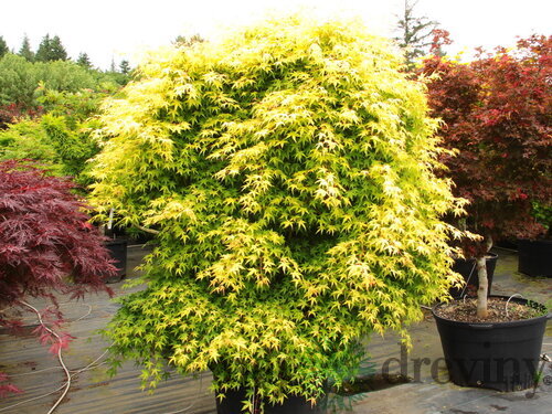 Javor japonský Katzura 30/40 cm, v črepníku Acer Palmatum Katzura