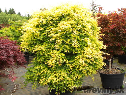 Javor japonský Katzura 30/40 cm, v črepníku Acer Palmatum Katzura