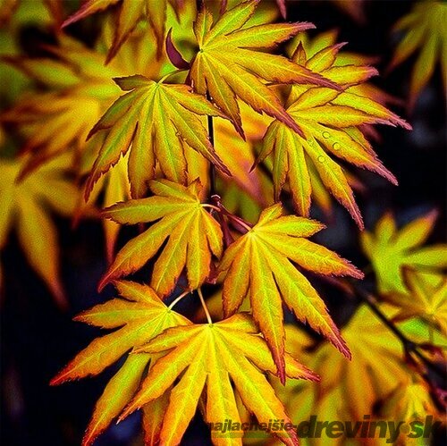 Javor japonský Katzura 30/40 cm, v črepníku Acer Palmatum Katzura