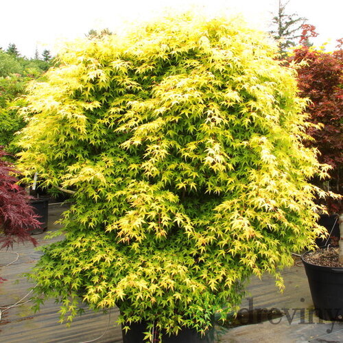 Javor japonský Katzura 30/40 cm, v črepníku Acer Palmatum Katzura