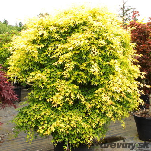 Javor japonský Katzura 30/40 cm, v črepníku Acer Palmatum Katzura
