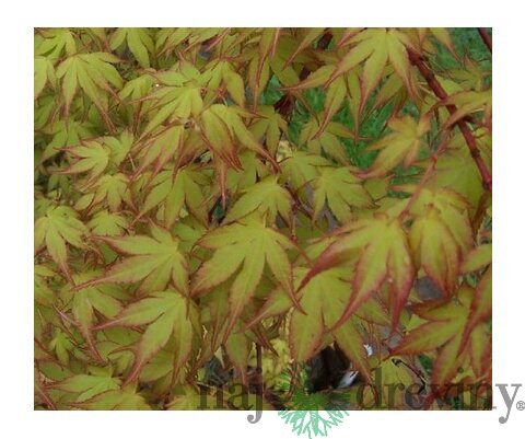 Javor japonský Katzura 40/60 cm, v črepníku Acer Palmatum Katzura