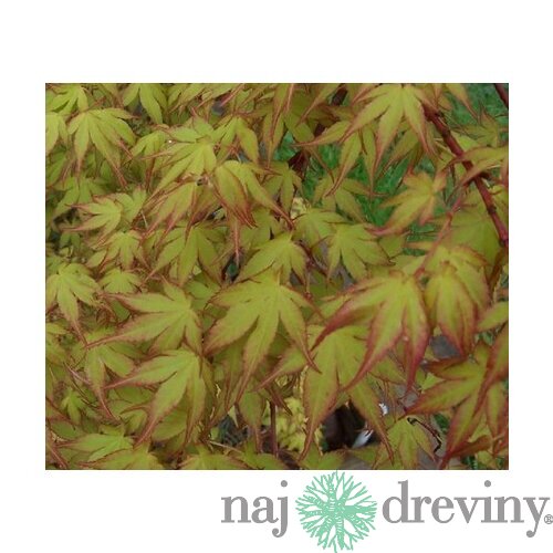 Javor japonský Katzura 40/60 cm, v črepníku Acer Palmatum Katzura