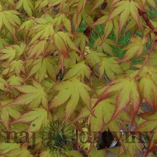 Javor japonský Katzura 40/60 cm, v črepníku Acer Palmatum Katzura