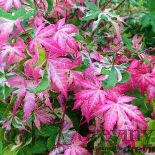 Javor japonský Oridono-nishiki, výška 150/+ cm, v črepniku 12l Acer palmatum Oridono-nishiki