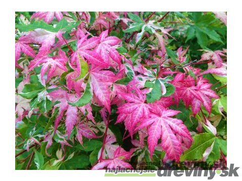 Javor japonský Oridono-nishiki, výška 150/+ cm, v črepniku 12l Acer palmatum Oridono-nishiki