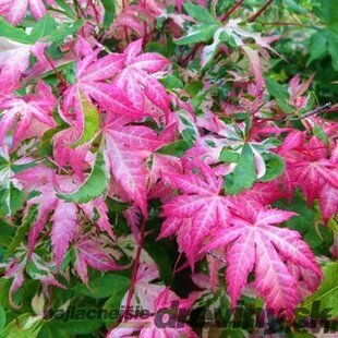 Javor japonský Oridono-nishiki, výška 150/+ cm, v črepniku 12l Acer palmatum Oridono-nishiki