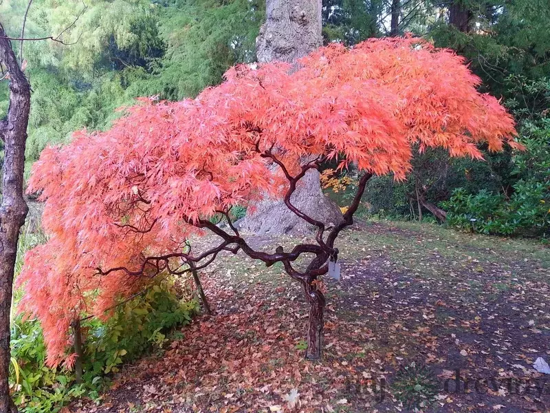 Javor japonský palmatum