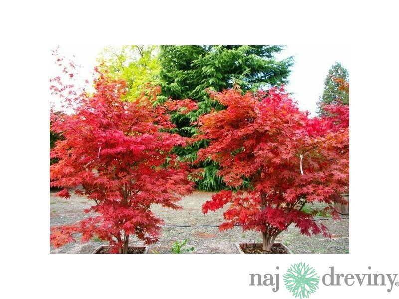 Javor japonský palmatum Fireglow
