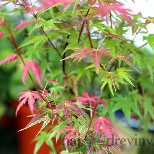 Javor japonský Phoenix 20/40 cm, v črepníku Acer palmatum Phoenix