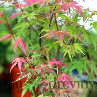 Javor japonský Phoenix 20/40 cm, v črepníku Acer palmatum Phoenix