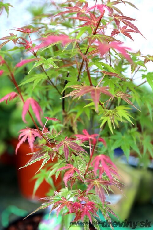 Javor japonský Phoenix 20/40 cm, v črepníku Acer palmatum Phoenix
