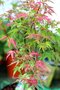 Javor japonský Phoenix 20/40 cm, v črepníku Acer palmatum Phoenix