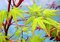 Javor japonský Sangokaku 200/250 cm, v črepníku 50l Acer Palmatum Sangokaku