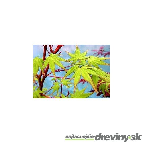Javor japonský Sangokaku 200/250 cm, v črepníku 50l Acer Palmatum Sangokaku