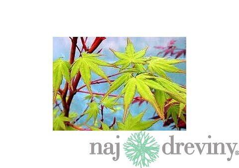 Javor japonský Sangokaku 200/250 cm, v črepníku 50l Acer Palmatum Sangokaku