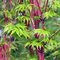 Javor japonský Sangokaku 20/30 cm, v črepníku Acer Palmatum Sango Kaku