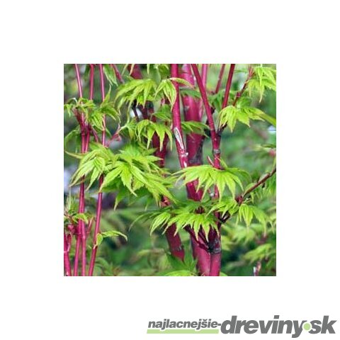 Javor japonský Sangokaku 20/30 cm, v črepníku Acer Palmatum Sango Kaku