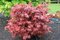 Javor japonský Shaina, výška 50/60 cm, v črepníku 10l Acer palmatum ´Shaina´