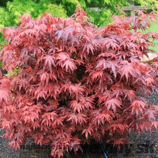 Javor japonský Shaina, výška 50/60 cm, v črepníku 10l Acer palmatum ´Shaina´