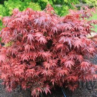 Javor japonský Shaina, výška 50/60 cm, v črepníku 10l Acer palmatum ´Shaina´