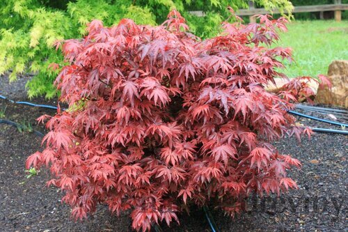 Javor japonský Shaina, výška 50/60 cm, v črepníku 10l Acer palmatum ´Shaina´