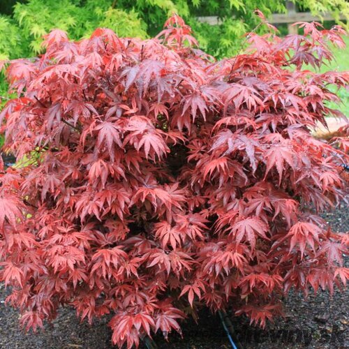 Javor japonský Shaina, výška 50/60 cm, v črepníku 10l Acer palmatum ´Shaina´