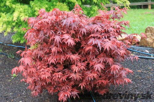 Javor japonský Shaina, výška 50/60 cm, v črepníku 10l Acer palmatum ´Shaina´