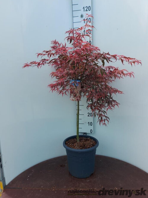 Javor japonský SHIRAZZ na kmienku 90/110 cm SOLITÉR, v črepníku 15l Acer palmatum SHIRAZZ
