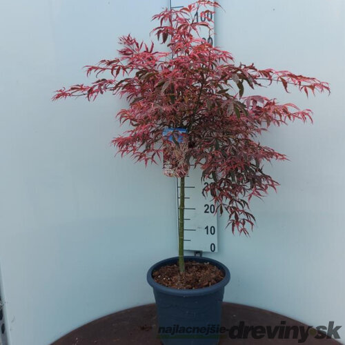 Javor japonský SHIRAZZ na kmienku 90/110 cm SOLITÉR, v črepníku 15l Acer palmatum SHIRAZZ
