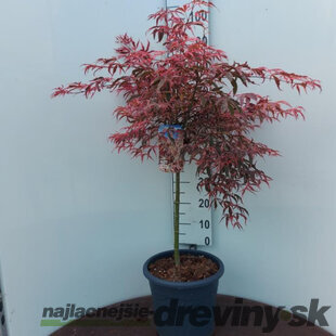 Javor japonský SHIRAZZ na kmienku 90/110 cm SOLITÉR, v črepníku 15l Acer palmatum SHIRAZZ