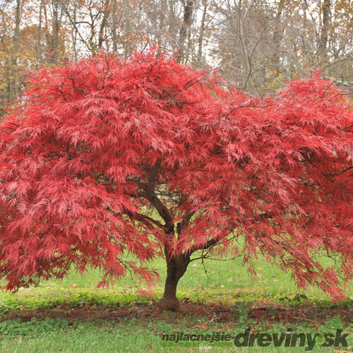 Javor japonský, výška 25/35 cm, v črepníku Acer palmatum
