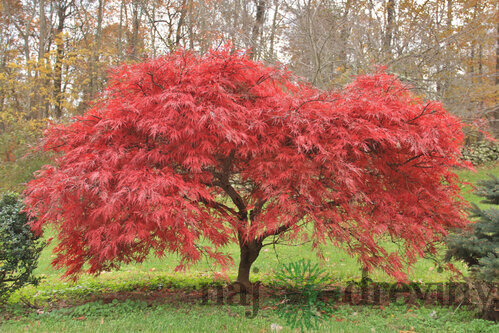 Javor japonský, výška 25/35 cm, v črepníku Acer palmatum