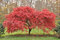 Javor japonský, výška 25/35 cm, v črepníku Acer palmatum