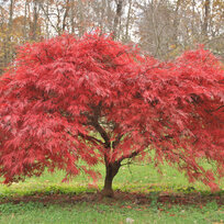 Javor japonský, výška 25/35 cm, v črepníku Acer palmatum