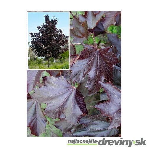 Javor jaseňolistý Royal Red na kmienku 140/160 cm, v črepníku Acer platanoides Royal Red