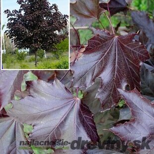 Javor jaseňolistý Royal Red na kmienku 140/160 cm, v črepníku Acer platanoides Royal Red