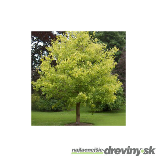 Javor jaseňolistý, výška 180/200 cm, v črepníku 10l Acer negundo