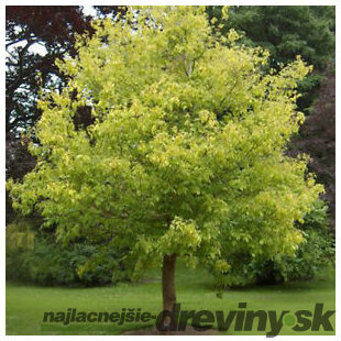 Javor jaseňolistý, výška 180/200 cm, v črepníku 10l Acer negundo