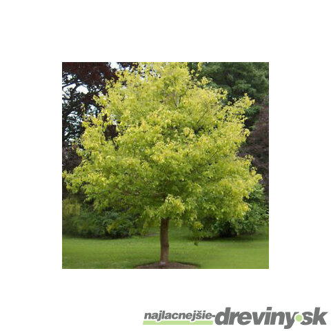 Javor jaseňolistý, výška 180/200 cm, v črepníku 10l Acer negundo