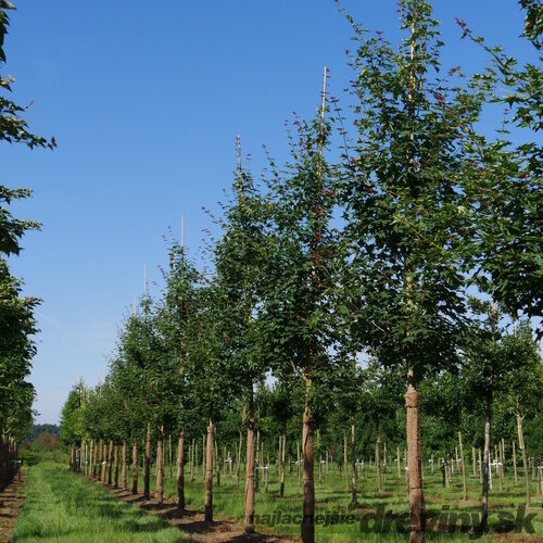 Javor kapadocký ‘RUBRUM‘, výška 125/150 cm, v črepníku 10l Acer cappadocicum ‘RUBRUM‘