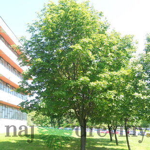 Javor mliečny 150/220 cm, v črepníku 7.5l   Acer platanoides