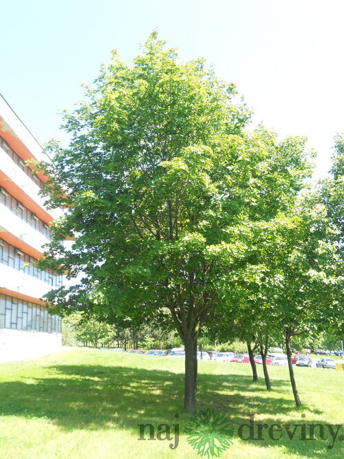 Javor mliečny 150/220 cm, v črepníku 7.5l   Acer platanoides