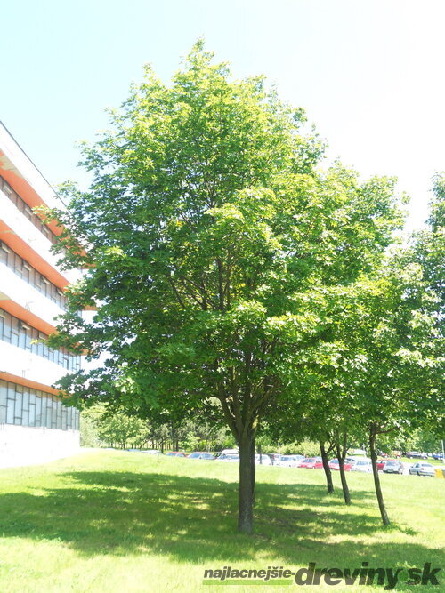 Javor mliečny 150/220 cm, v črepníku 7.5l   Acer platanoides