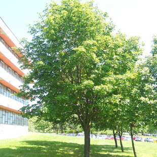 Javor mliečny 150/220 cm, v črepníku 7.5l   Acer platanoides