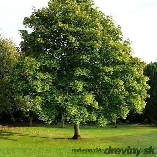 Javor mliečny 250/300 cm, v črepníku 15l  Acer platanoides