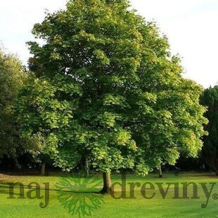 Javor mliečny 250/300 cm, v črepníku 15l  Acer platanoides