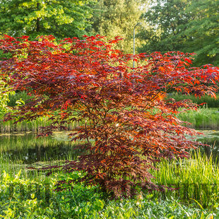 Javor mliečny Crimson King (Karmínový kráľ), výška 140/160 cm, v črepníku Acer platanoides Crimson King